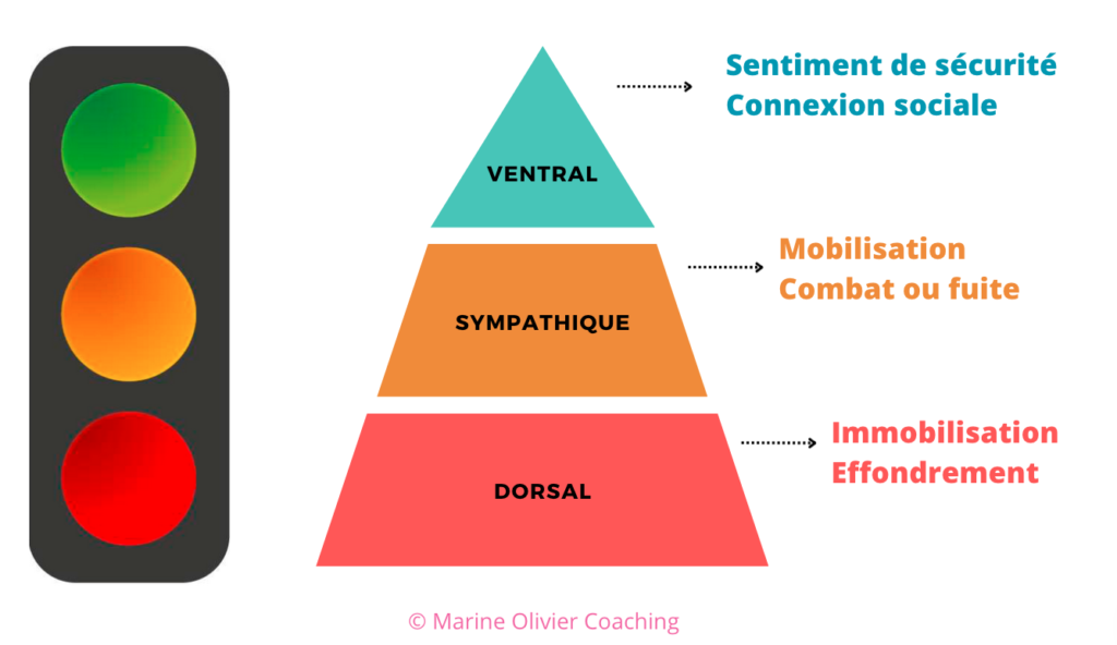Un schéma représentant les 3 états du système nerveux : le ventral en haut de la pyramide, le sympathique au milieu et le dorsal en bas. à côté se trouve un feu de signalisation tricolore. Cela a un lien étroit avec la méthodologie du coaching burn-out.