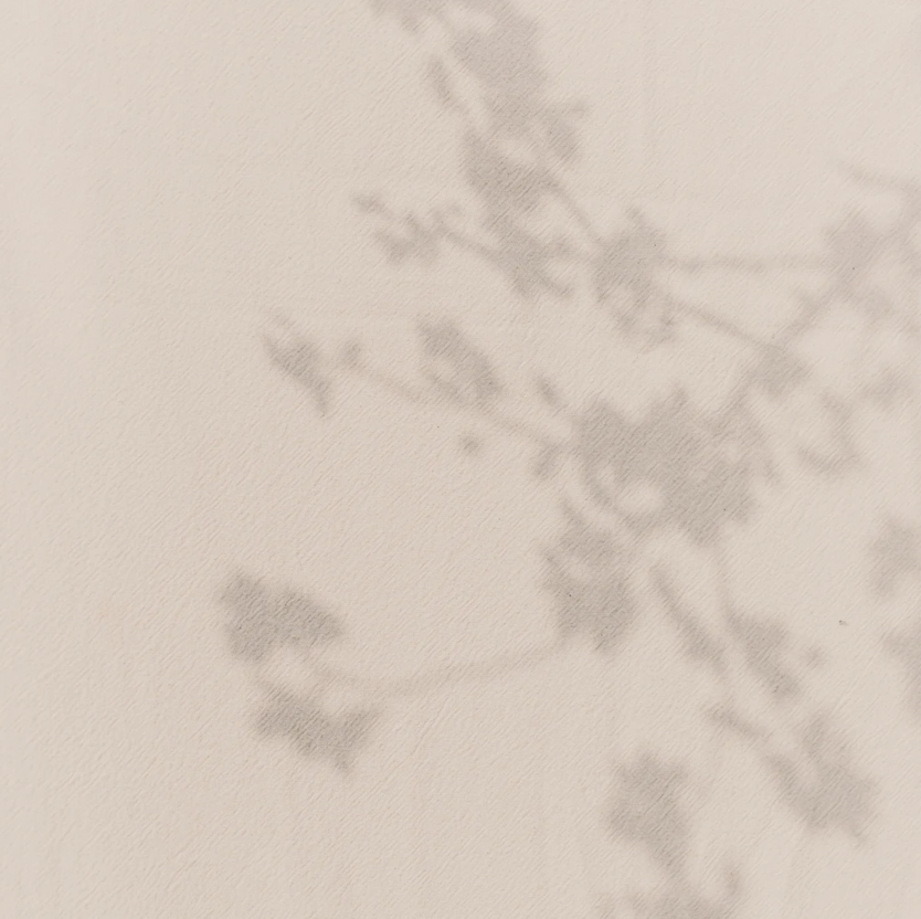 Image à but décoratif. Il s'agit d'un fond beige avec l'ombre d'une branche avec des fleurs par dessus. Cette photo a un but esthétique.